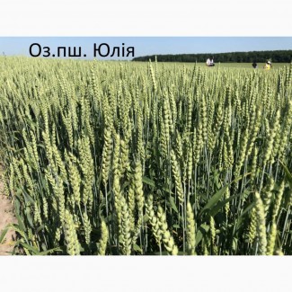 Семена озимой ранней пшеницы Юлия 1-реп. (Чехия)