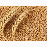 Продам пшеницю 2021р