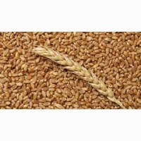 Продам Пшеницю Фураж 22 тони