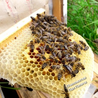 Продам плідні бджоломатки 2023року