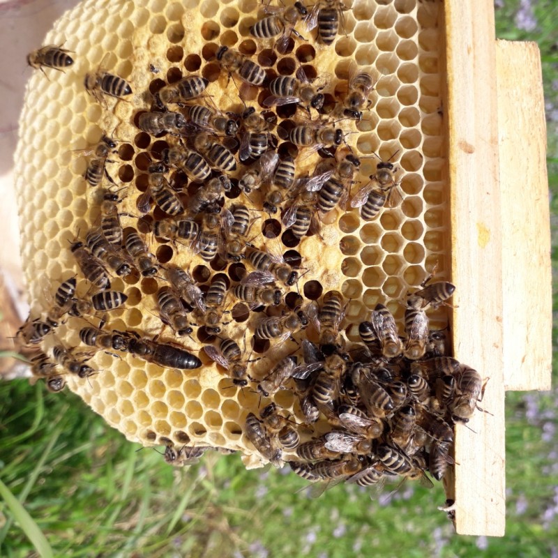 Фото 2. Продам плідні бджоломатки 2023року