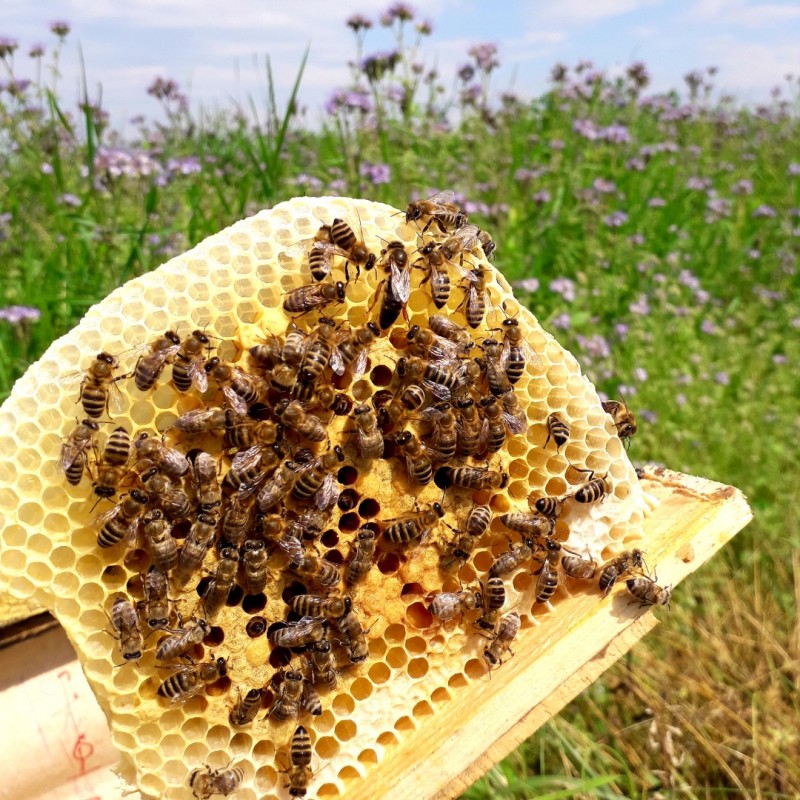 Фото 3. Продам плідні бджоломатки 2023року