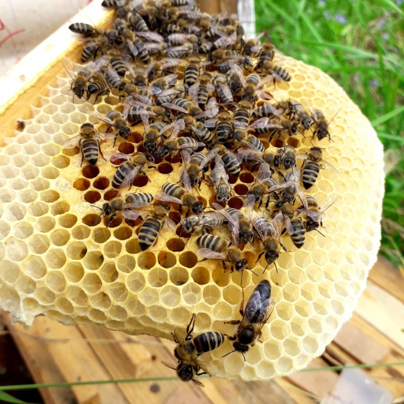 Фото 4. Продам плідні бджоломатки 2023року