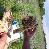 Продам плідні бджоломатки 2023року