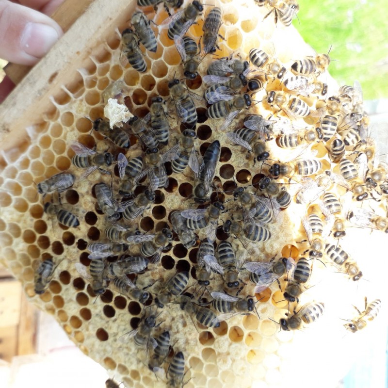 Фото 7. Продам плідні бджоломатки 2023року