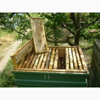 Продам бджолопакети/сімї