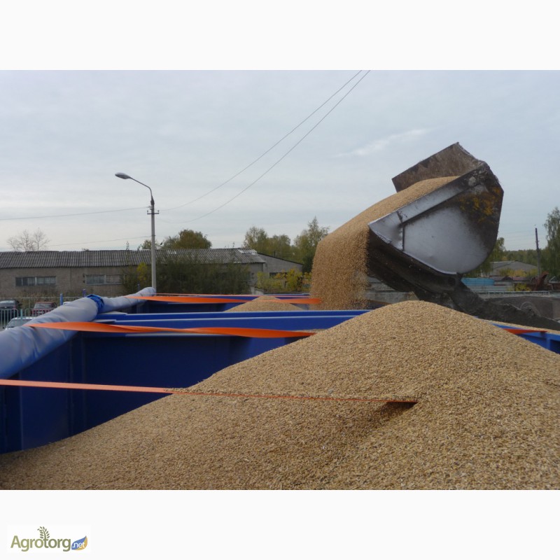 Фото 7. Грузоперевозки зерна автотранспортом в Черниговской области