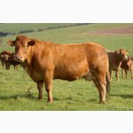 Продам быков мясных пород Шероле, Лимузин 450-650кг