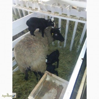 Куплю овец Романовской породы, оптом, только чистые