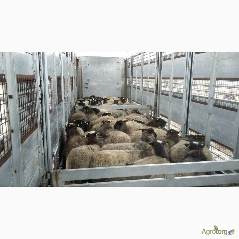 Фото 2. Куплю овец Романовской породы, оптом, только чистые