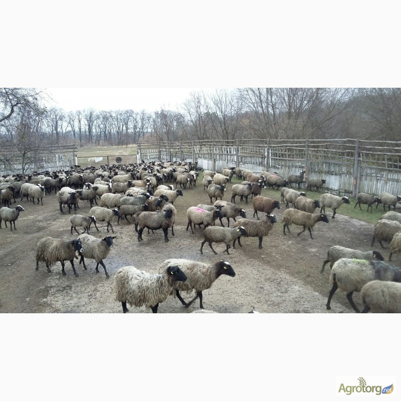 Фото 3. Куплю овец Романовской породы, оптом, только чистые