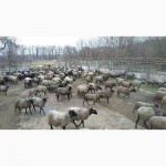 Куплю овец Романовской породы, оптом, только чистые