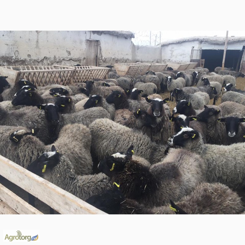 Фото 4. Куплю овец Романовской породы, оптом, только чистые