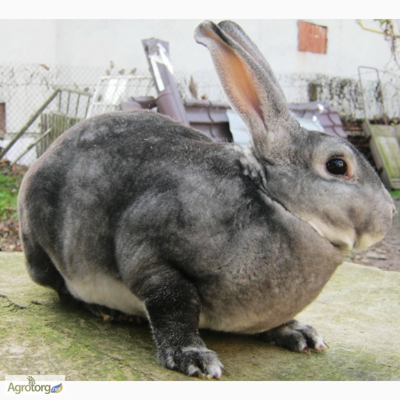 Фото 2. Кролики Рекс (шиншила, кастор)