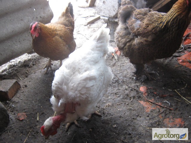 Фото 16. Домашние инкубационные яйца мясо-яичных курей