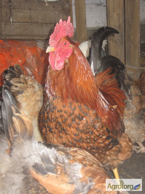 Фото 17. Домашние инкубационные яйца мясо-яичных курей
