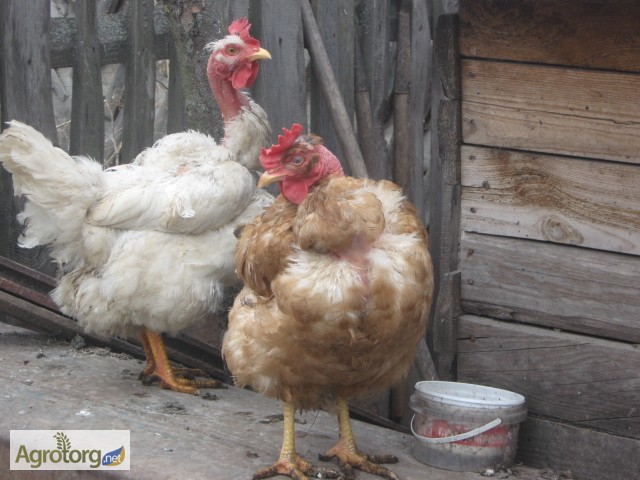 Фото 20. Домашние инкубационные яйца мясо-яичных курей