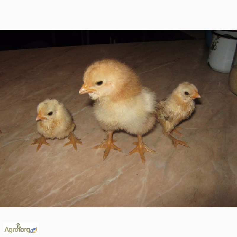 Фото 5. Домашние инкубационные яйца мясо-яичных курей