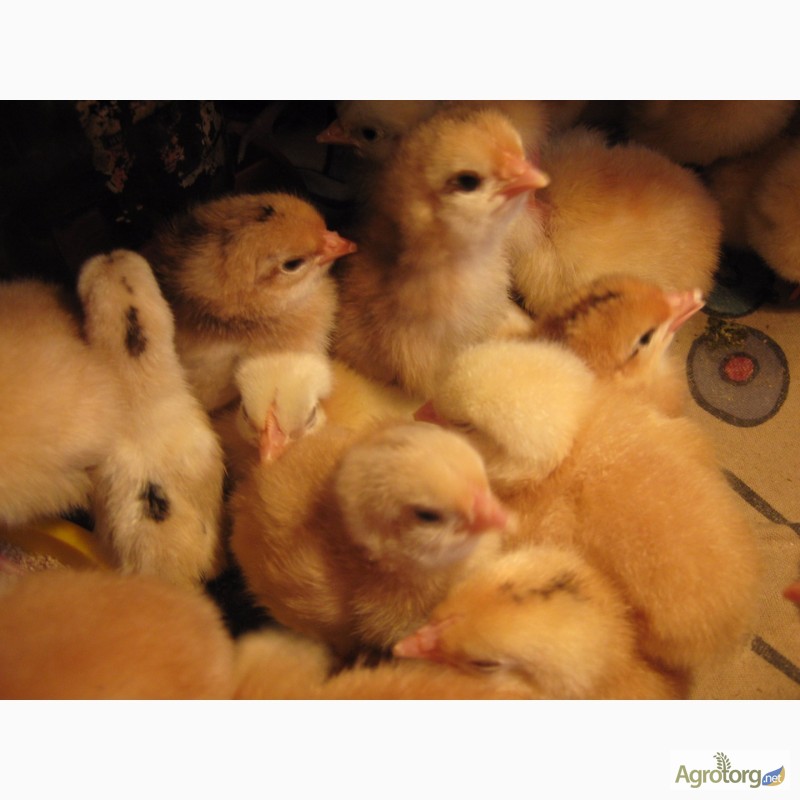 Фото 6. Домашние инкубационные яйца мясо-яичных курей