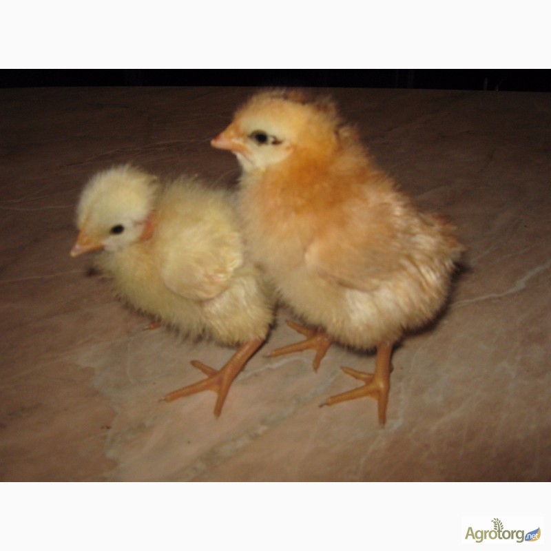 Фото 7. Домашние инкубационные яйца мясо-яичных курей