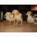 Домашние инкубационные яйца мясо-яичных курей