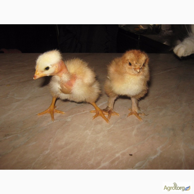 Фото 9. Домашние инкубационные яйца мясо-яичных курей