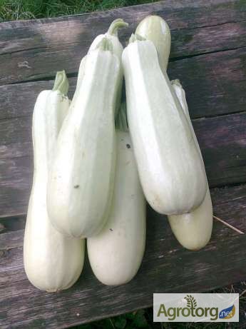 Фото 4. Продам семена Кабачков Белых, в ассортименте, опт и розница