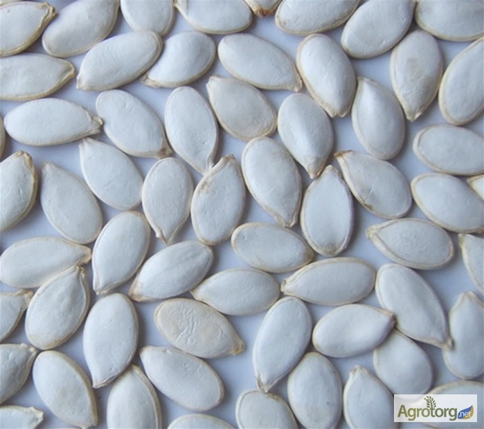 Фото 5. Продам семена Кабачков Белых, в ассортименте, опт и розница