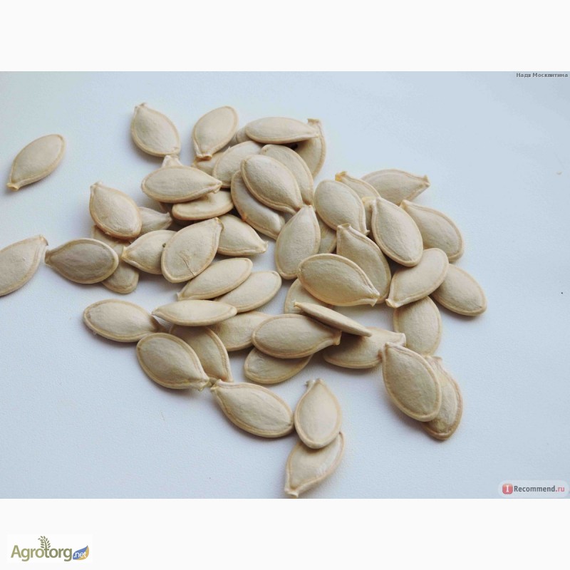 Фото 6. Продам семена Кабачков Белых, в ассортименте, опт и розница