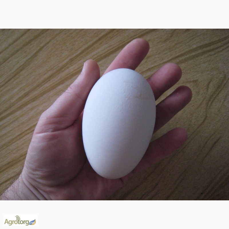Фото 3. Продам гусят инкубационное яйцо гуся породы мамут