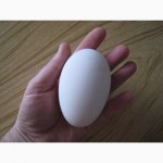 Продам гусят инкубационное яйцо гуся породы мамут