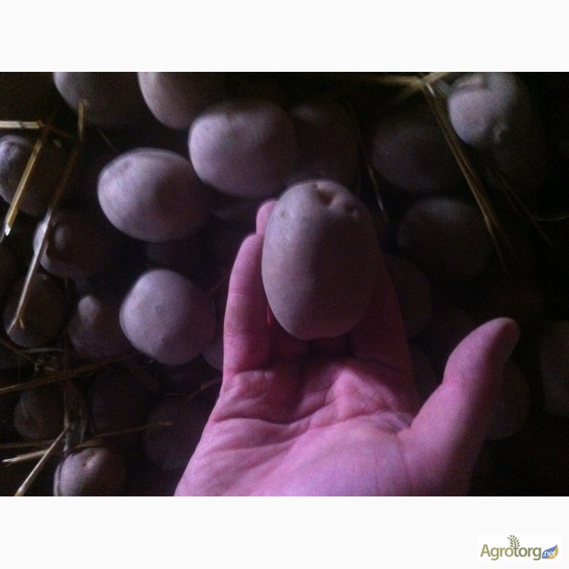 Фото 2. Продам семенной картофель оптом от производителя. Отбоный картофель