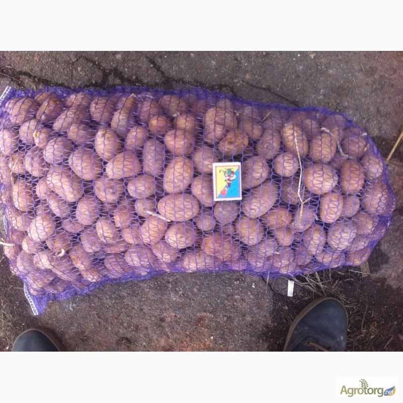 Фото 5. Продам семенной картофель оптом от производителя. Отбоный картофель