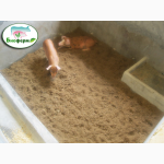 Ферментационная подстилка для животных и птиц Биоферм (Bioferm ) 1 кг -1500 грн