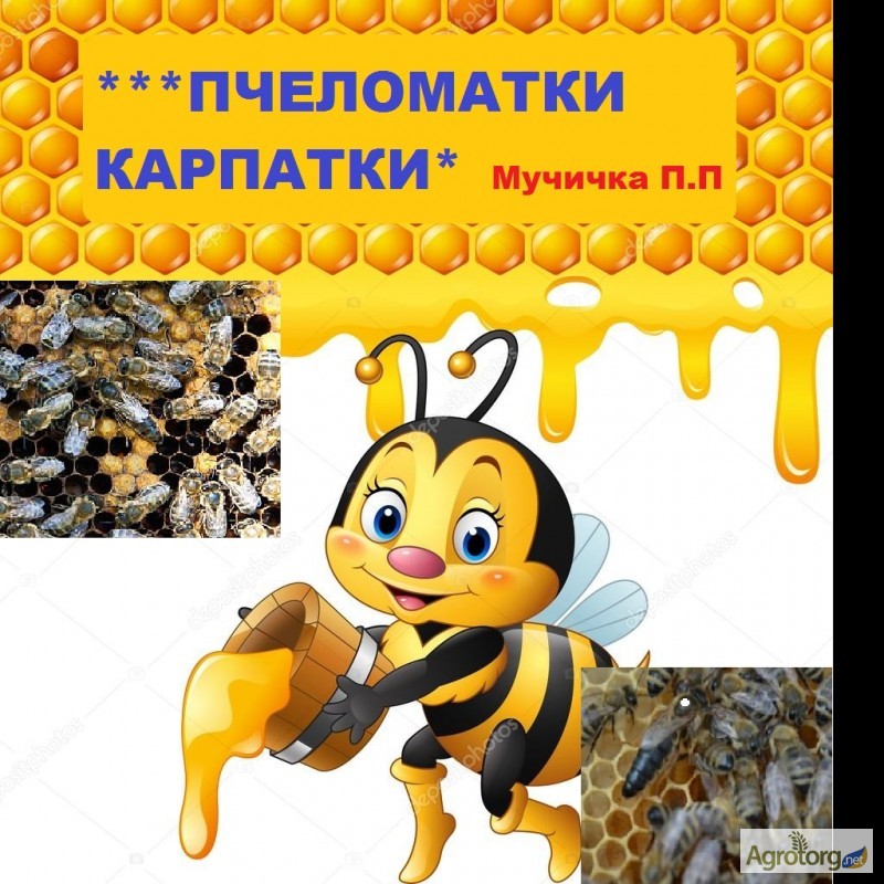 Фото 3. Продам бджоломатки Карпатки