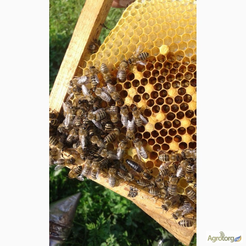 Фото 4. Продам бджоломатки Карпатки