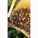 Продам бджоломатки Карпатки