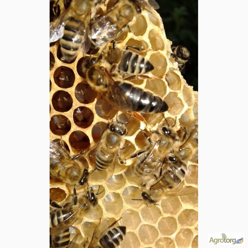 Фото 2. Продам бджоломатки Карпатки