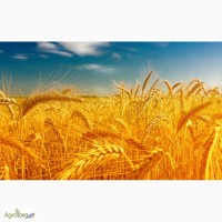 Куплю пшеницу, ячмень, овес, рожь, кукурузу, просо, горох по Луганской и Донецкой обл