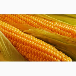 Семена кукурузы ДС 0479Б