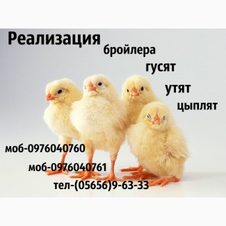 Суточные бройлерные цыплята РОСС-308/КОББ-500 оптом и в розницу, возможна доставка