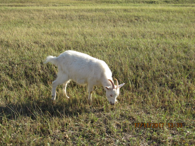 Фото 3. Продам молодых коз