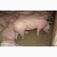 Продам домашних свиней 170-180 кг живой вес