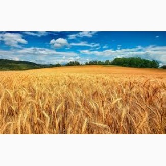Пшеница, ячмень, кукуруза на экспорт