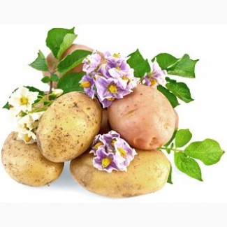 Закупка картофеля высокого качества