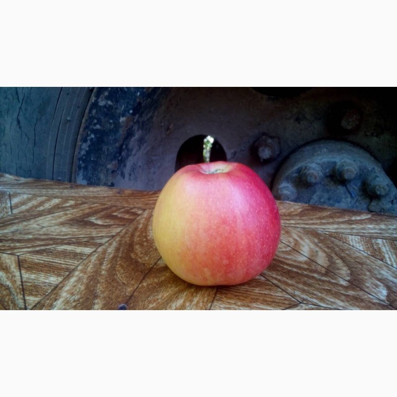 Фото 3. Продам яблоки