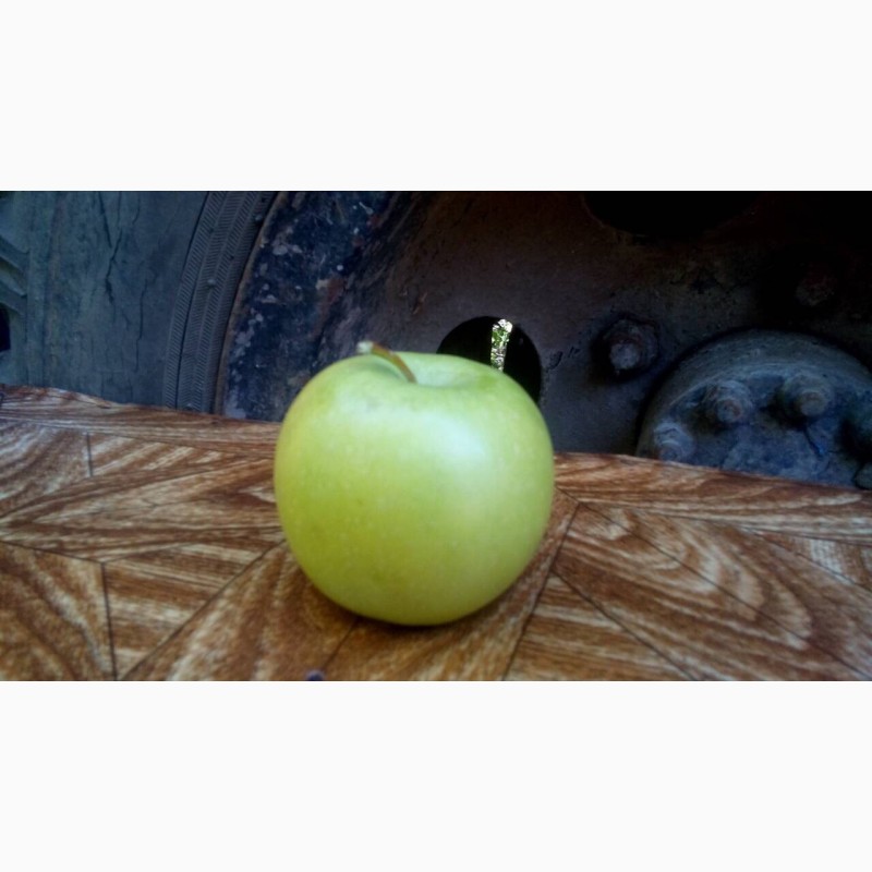 Фото 5. Продам яблоки