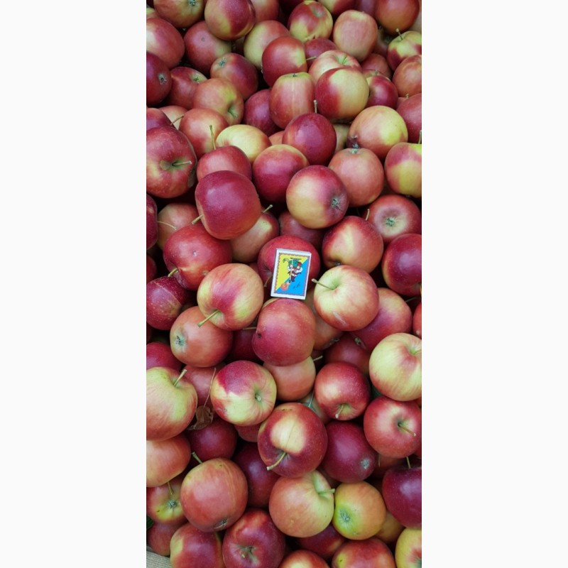 Фото 6. Реалізуєм яблука власного виробництва врожаю 2019 року