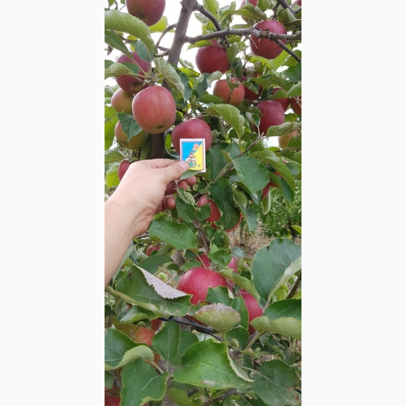 Фото 7. Реалізуєм яблука власного виробництва врожаю 2019 року