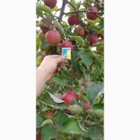 Реалізуєм яблука власного виробництва врожаю 2019 року